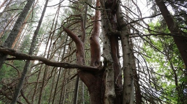 Фото: Корткеросская ЦБС