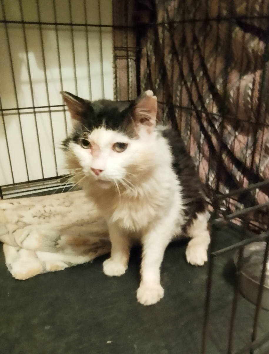 Фотки пока не получаются у меня