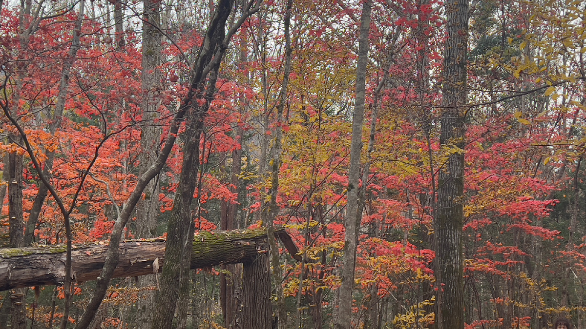 Осень в Приморье. По дороге на водопады. Фото автора