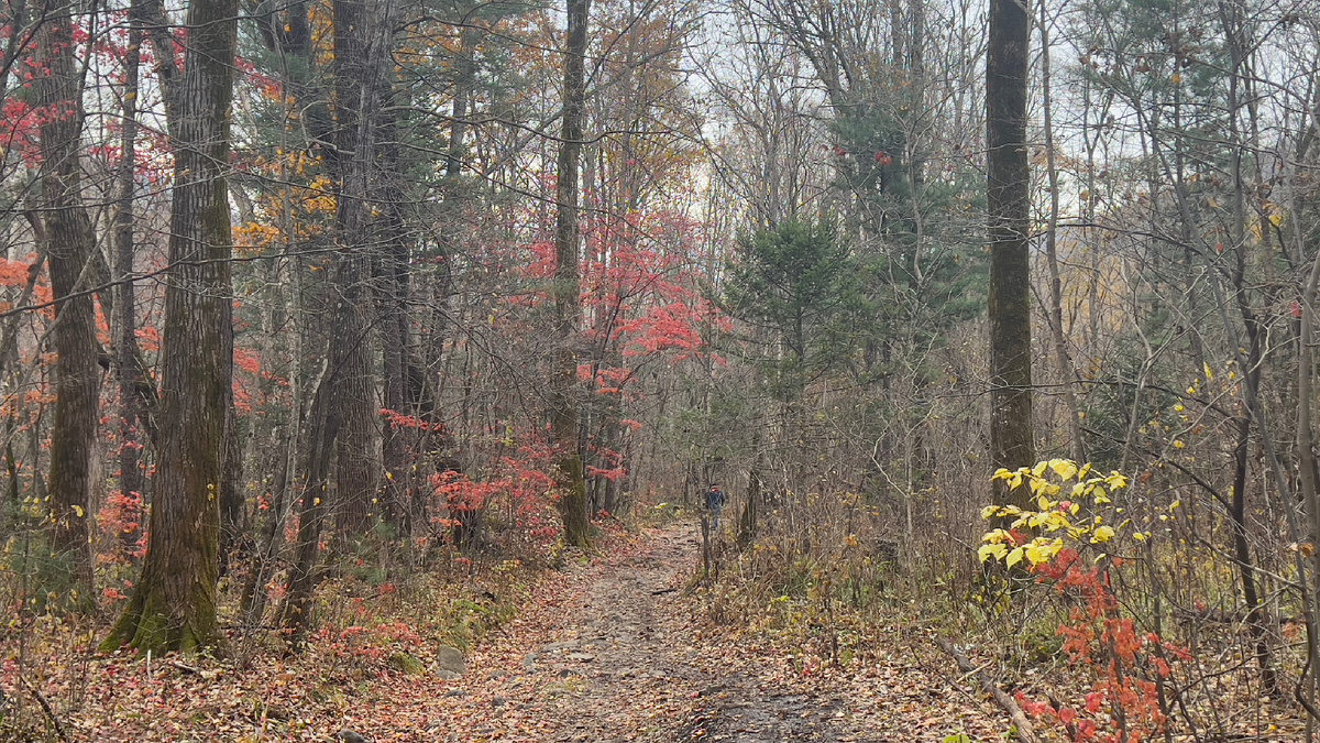 дорога до поляны. Фото автора