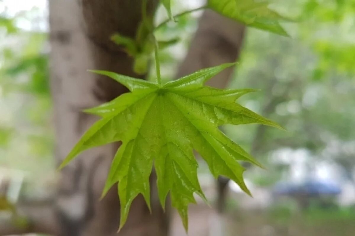    В Омске старые клёны меняют на калину и рябину ради аллергиков