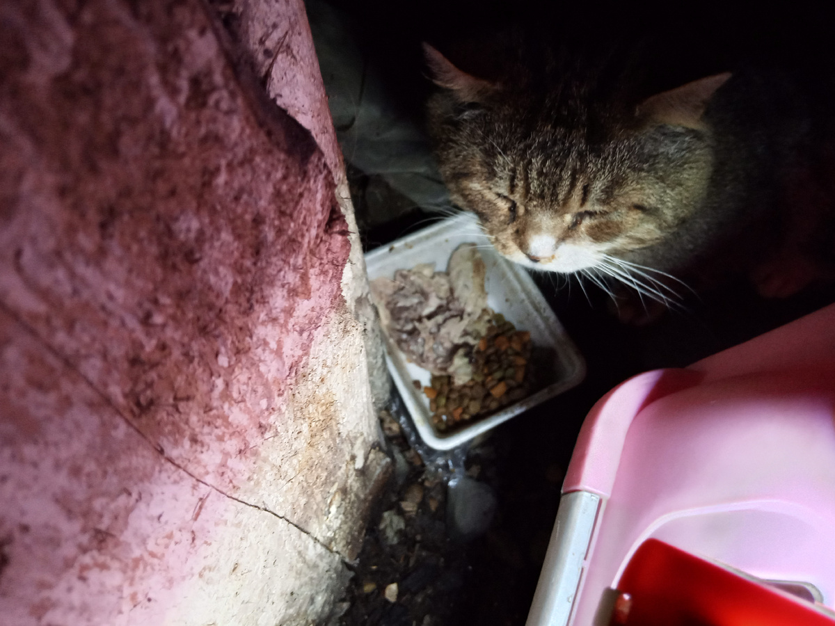 Первый день . Боится отойти от переноски.(фото моё).