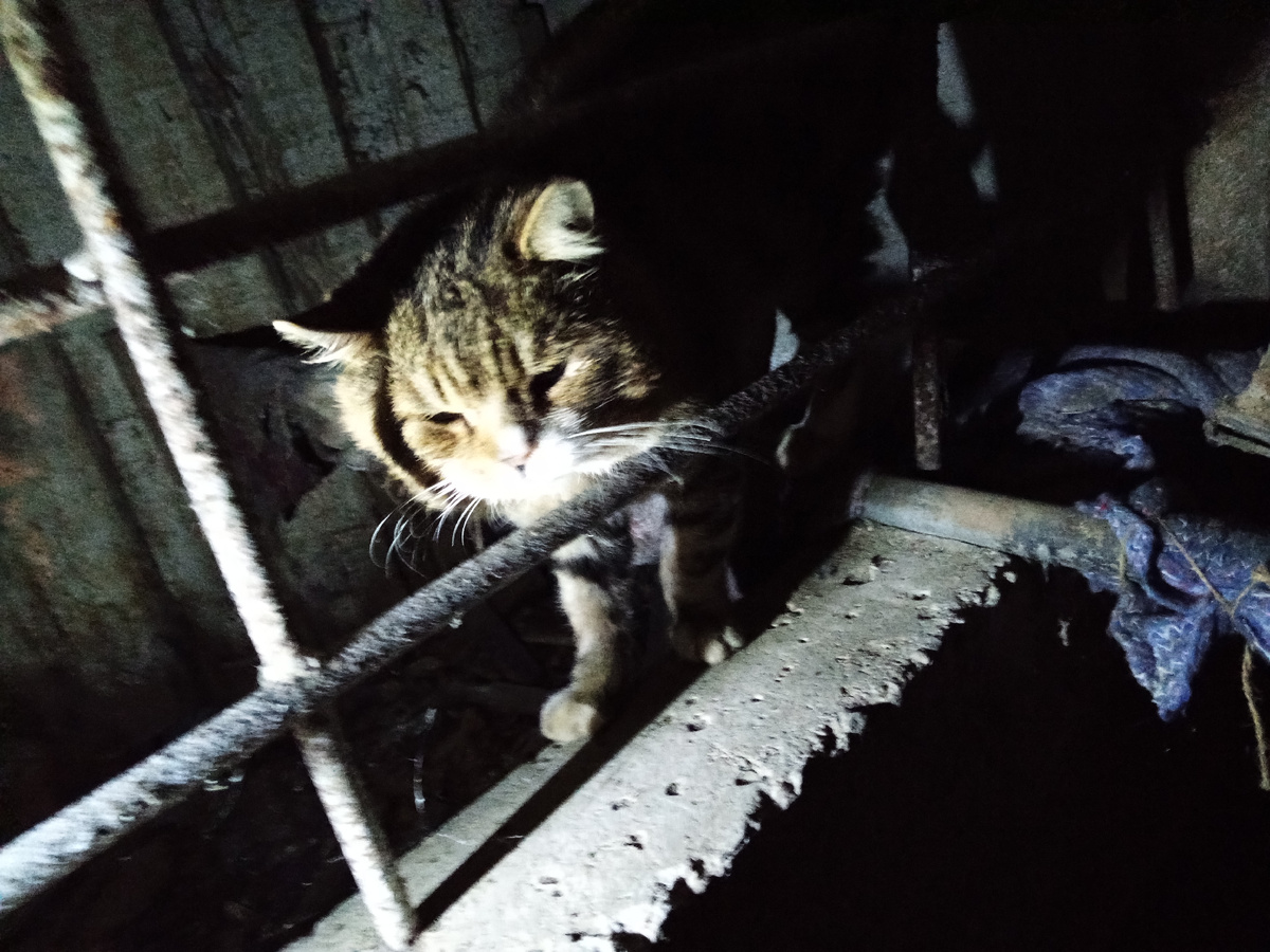 Мурчик начинает осваиваться 🙏.(фото моё)