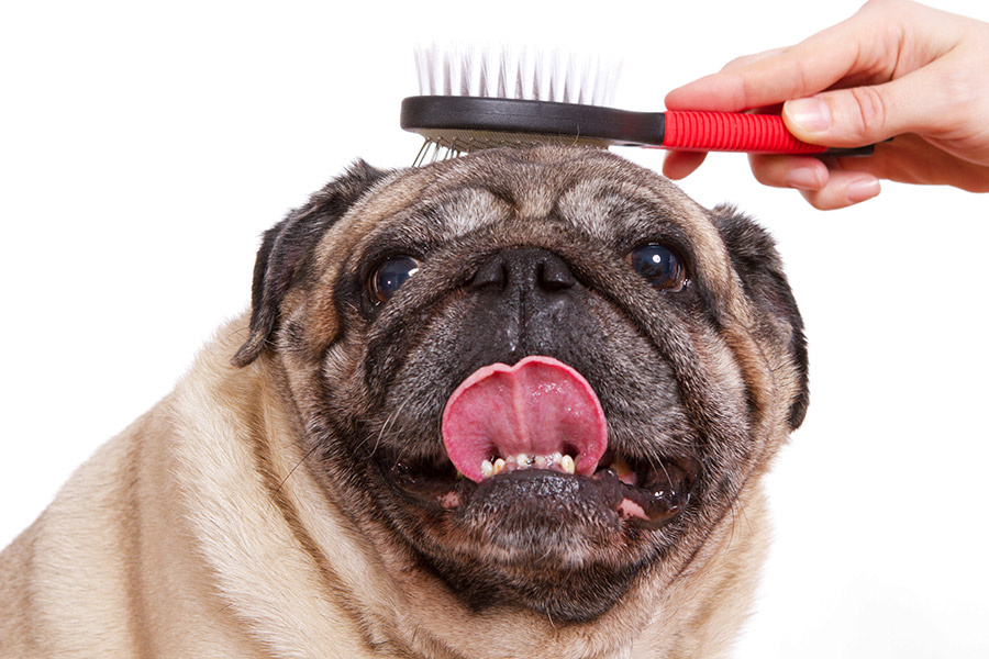 Мопсы имеют короткую, густую шерсть, склонную к линьке. Регулярное вычесывание важно для ухода.