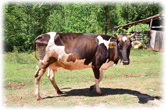    Президент Белоруссии предложил альтернативу возведению в республике музеев и дворцов