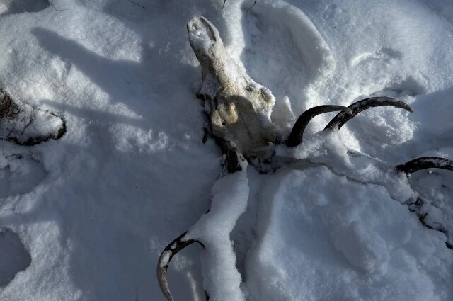    Кости диких животных в районе поисков Усольцевых. Фото: участник поисковой операции