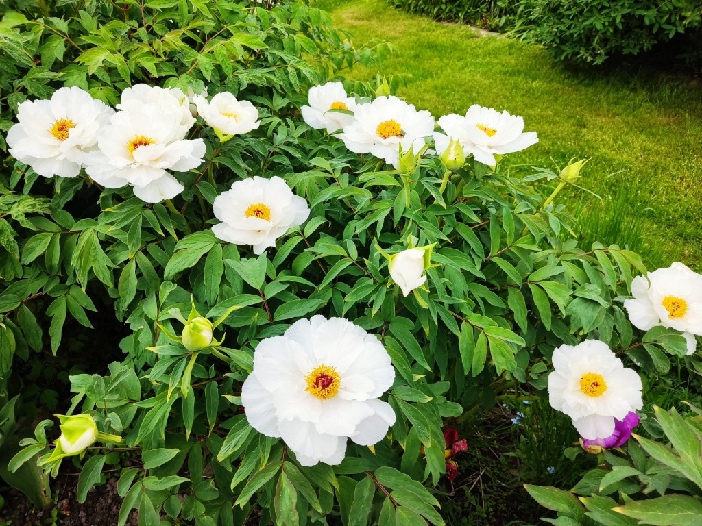 Древовидный пион — Белый ветер. Это его семена вы видите на верхнем фото в статье...