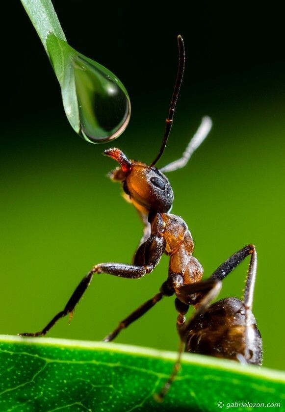 Мы наступаем на них на тропинке, равнодушно смахиваем с пикника и даже не задумываемся, что под ногами у нас кипит жизнь одной из самых успешных и развитых цивилизаций на планете. Цивилизации, которая старше динозавров, строит сложнейшие архитектурные сооружения и ведет полномасштабные войны. Добро пожаловать в удивительный мир муравьев.