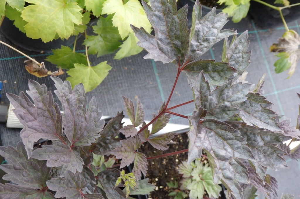  Клопогон простой Брюнет