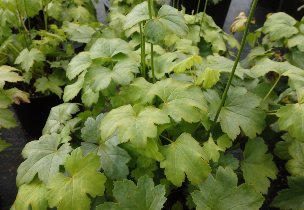  Клопогон простой Уайт Перл