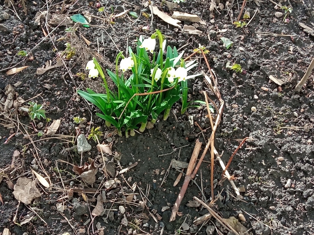 Наш двор в Петербурге. Фото автора.