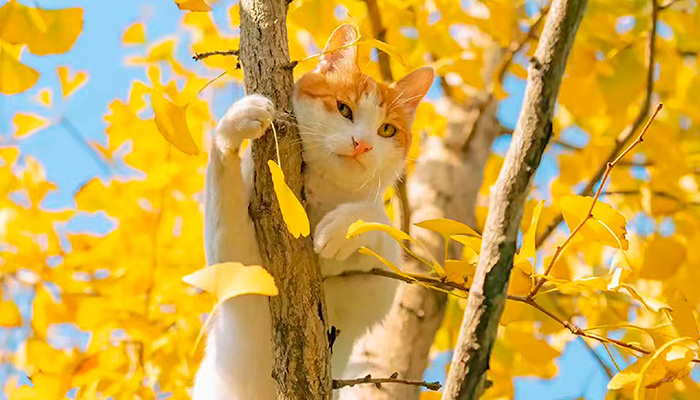 В народном календаре на 21 октября приходится Трифон и Пелагея, когда расчищали леса под новые пашни. Но некоторые деревья старались не трогать. Фото: pxhere.com