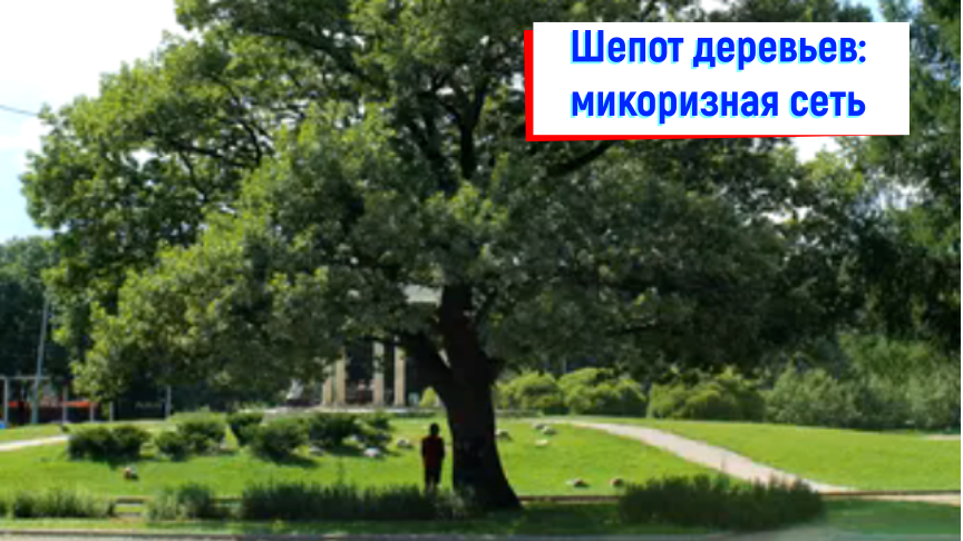 шепот деревьев в парке