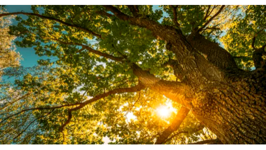 деревья общаются по-своему, и я научилась понимать их язык