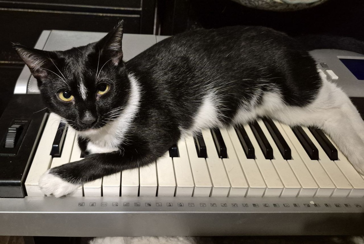 Как написала одна наша читательница, приславшая Мусе подарки,  - элегантный, как рояль))) 