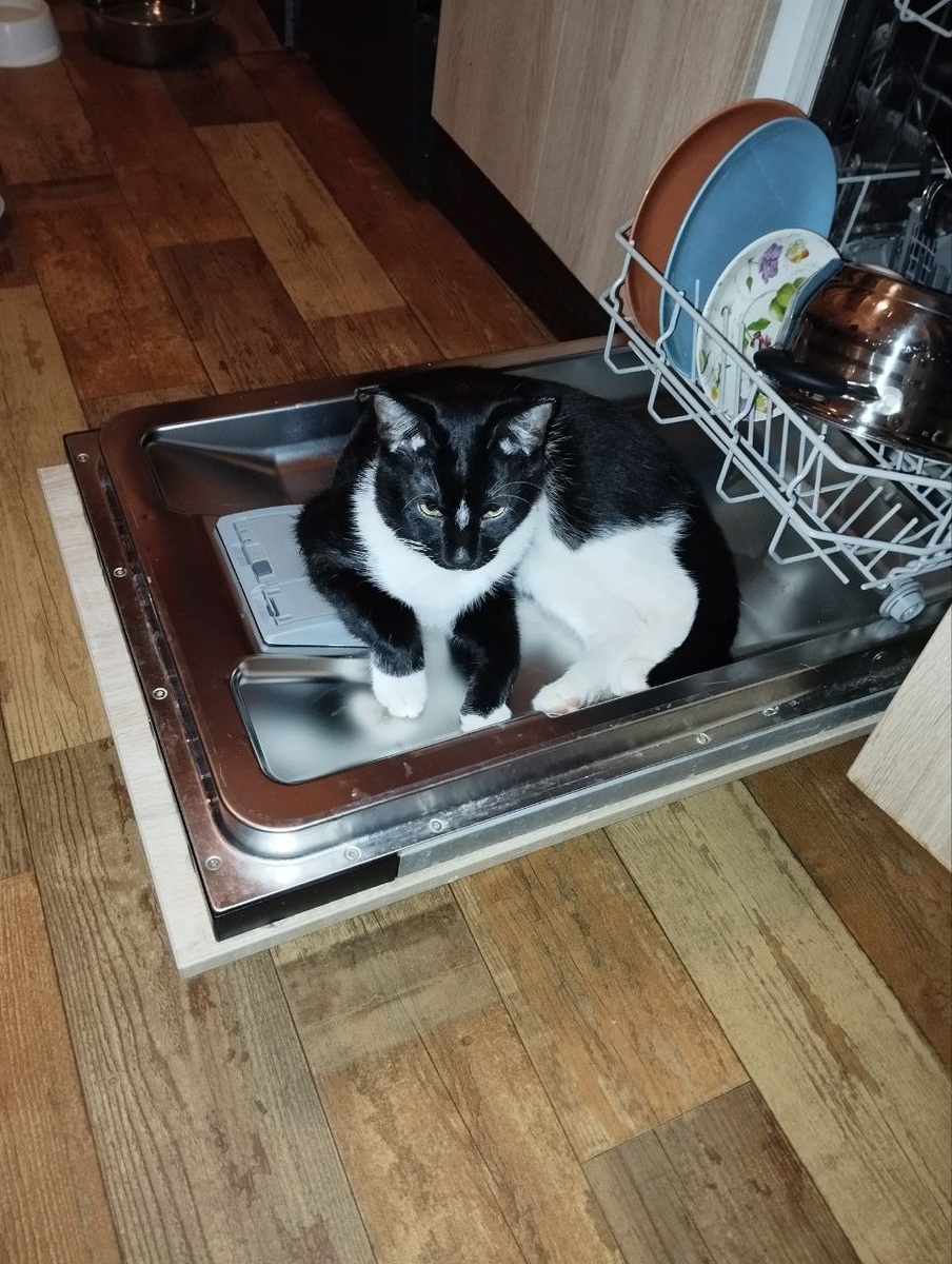 Хозяйственный кот, берите - не прогадаете!