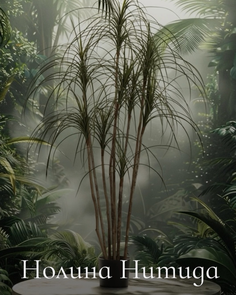 Растения TREEZ Collection