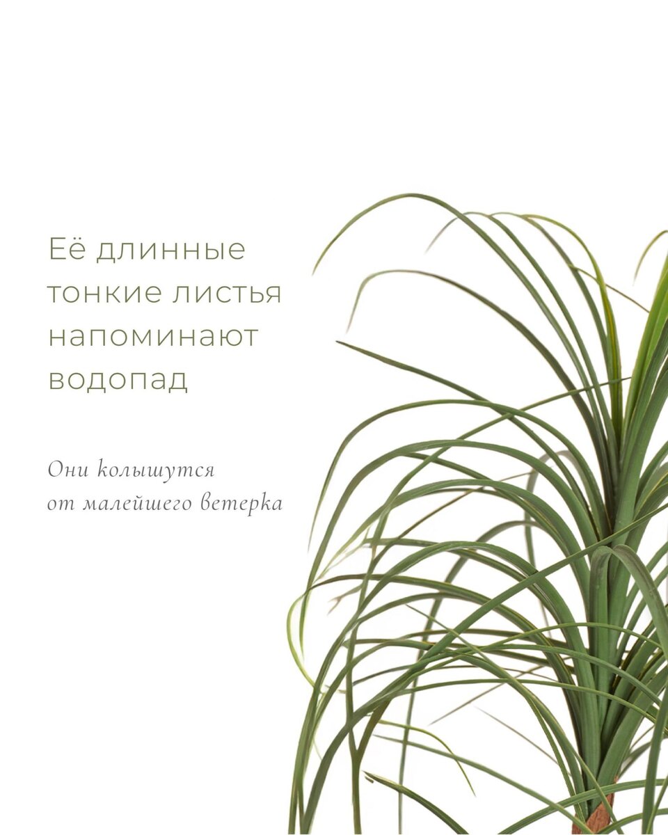 Растения TREEZ Collection