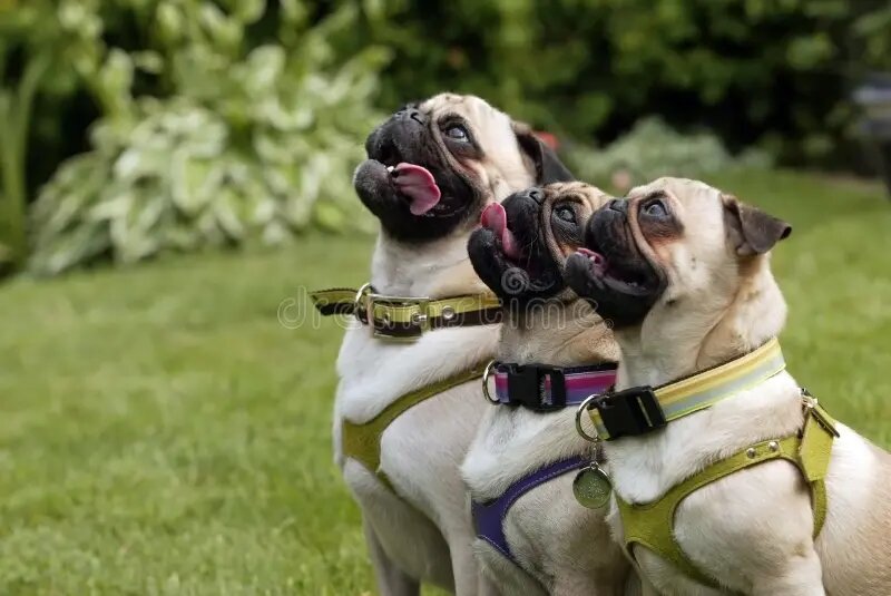 Мопсы, как и все другие породы, требуют правильного воспитания и дрессировки.