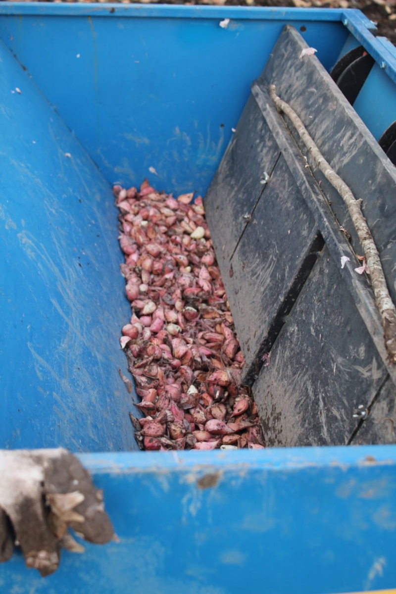    Первая ферма чеснока появилась в Карелиисоцсеть Григория Шемета