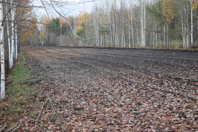    Первая ферма чеснока появилась в Карелиисоцсеть Григория Шемета