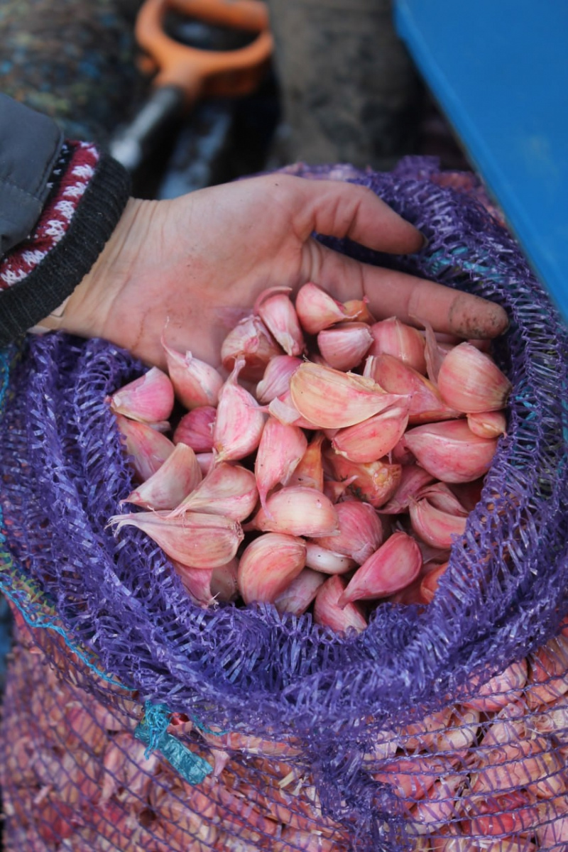    Первая ферма чеснока появилась в Карелиисоцсеть Григория Шемета