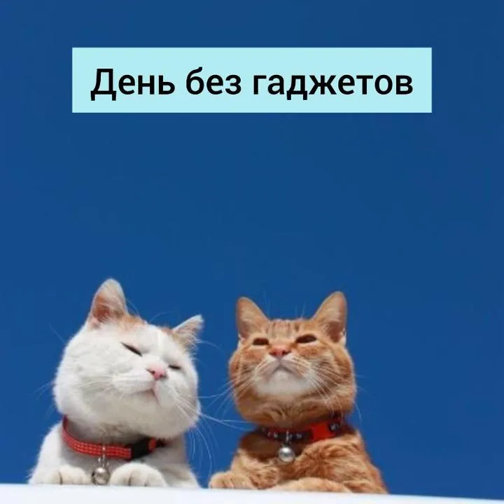 Какая благодать, мурррр)