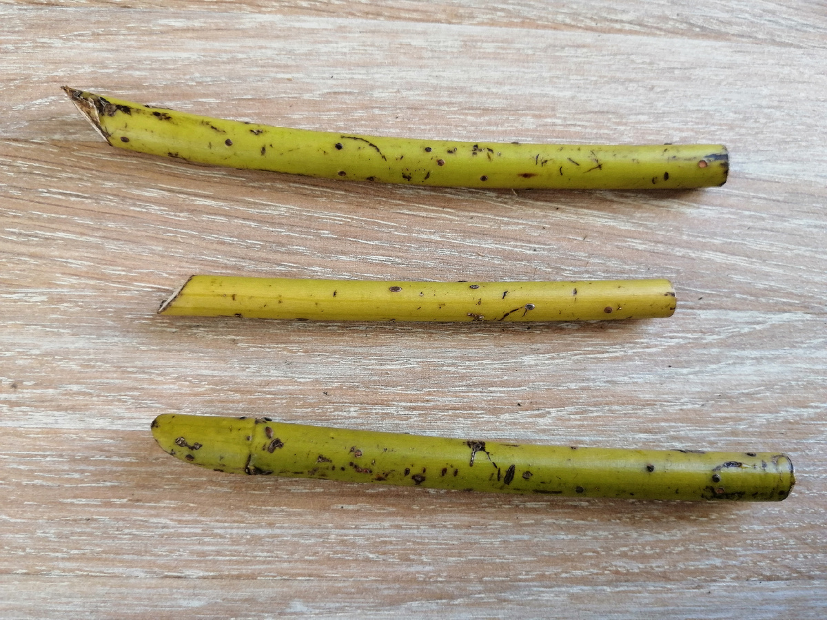 На некоторых нет почек совсем, на других почки наполовину срезаны косым срезом. 