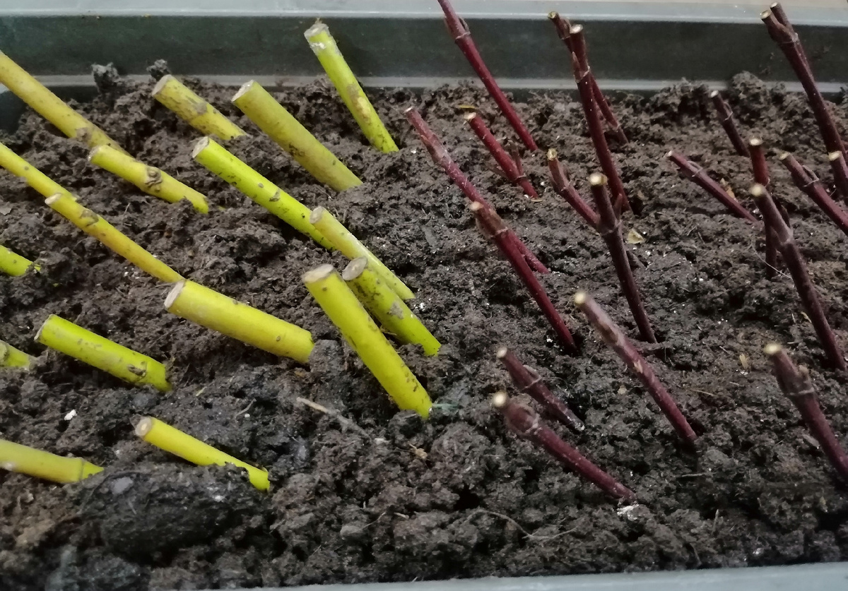 Там даже срезы было не обновить, потому что в результате срежешь даже ту почку, что едва поместилась на черенок. 