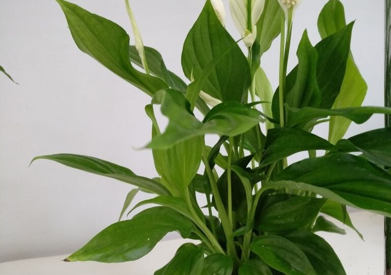 Спатифиллум: виды, правила ухода, наиболее частые проблемы и пути их решения