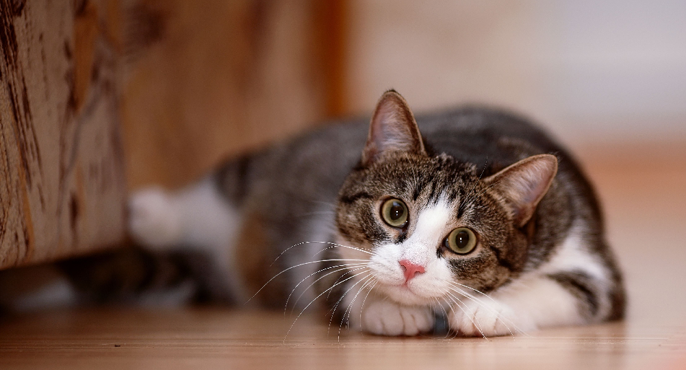 😼Кошка как зеркало вашей души: почему питомец похож на своего хозяина