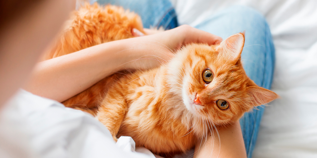 😻Что кошка чувствует, когда вы грустите (и как она пытается помочь)