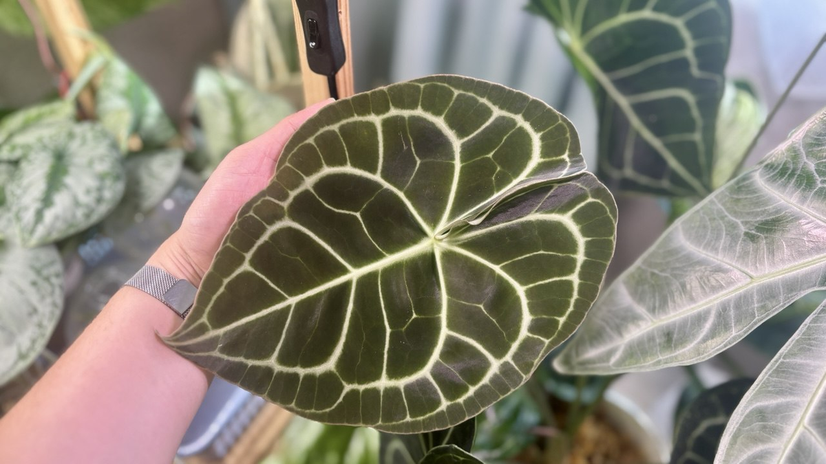 Новый лист антуриума Кларинервиума