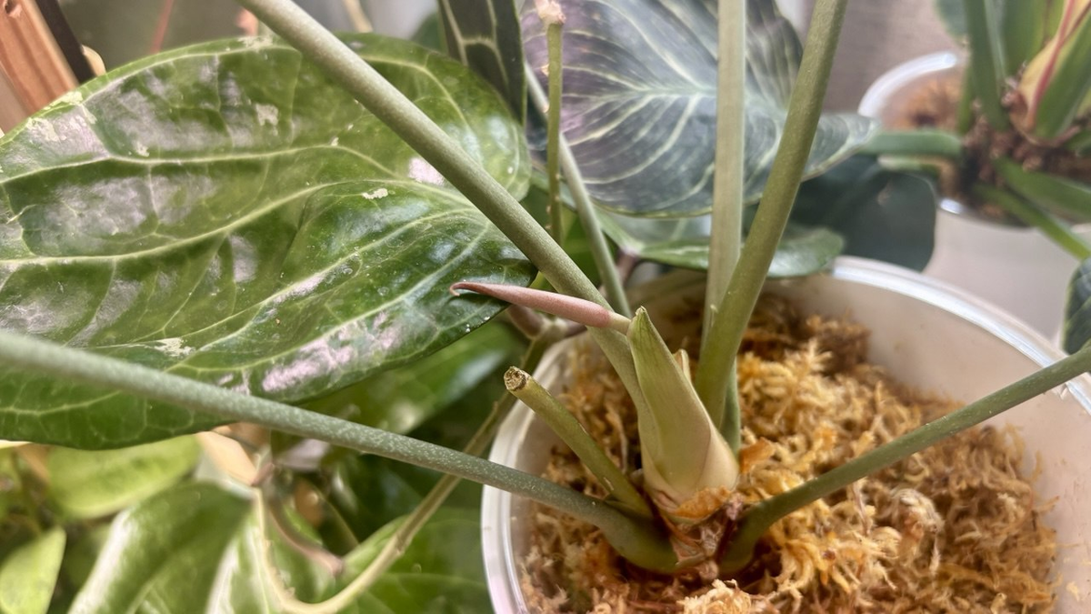 Антуриум Кларинервиум. Новый цветонос.