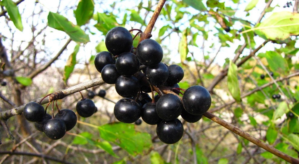 Крушина и жостер - близкие родственники