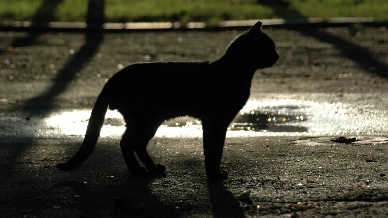     Кошки. Кошка. Кот. Дмитрий Кудрявцев, altapress.ru