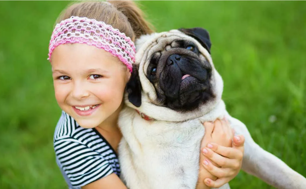 Мопсы — покладистые, добродушные и игривые собаки, идеальные для семей с детьми.