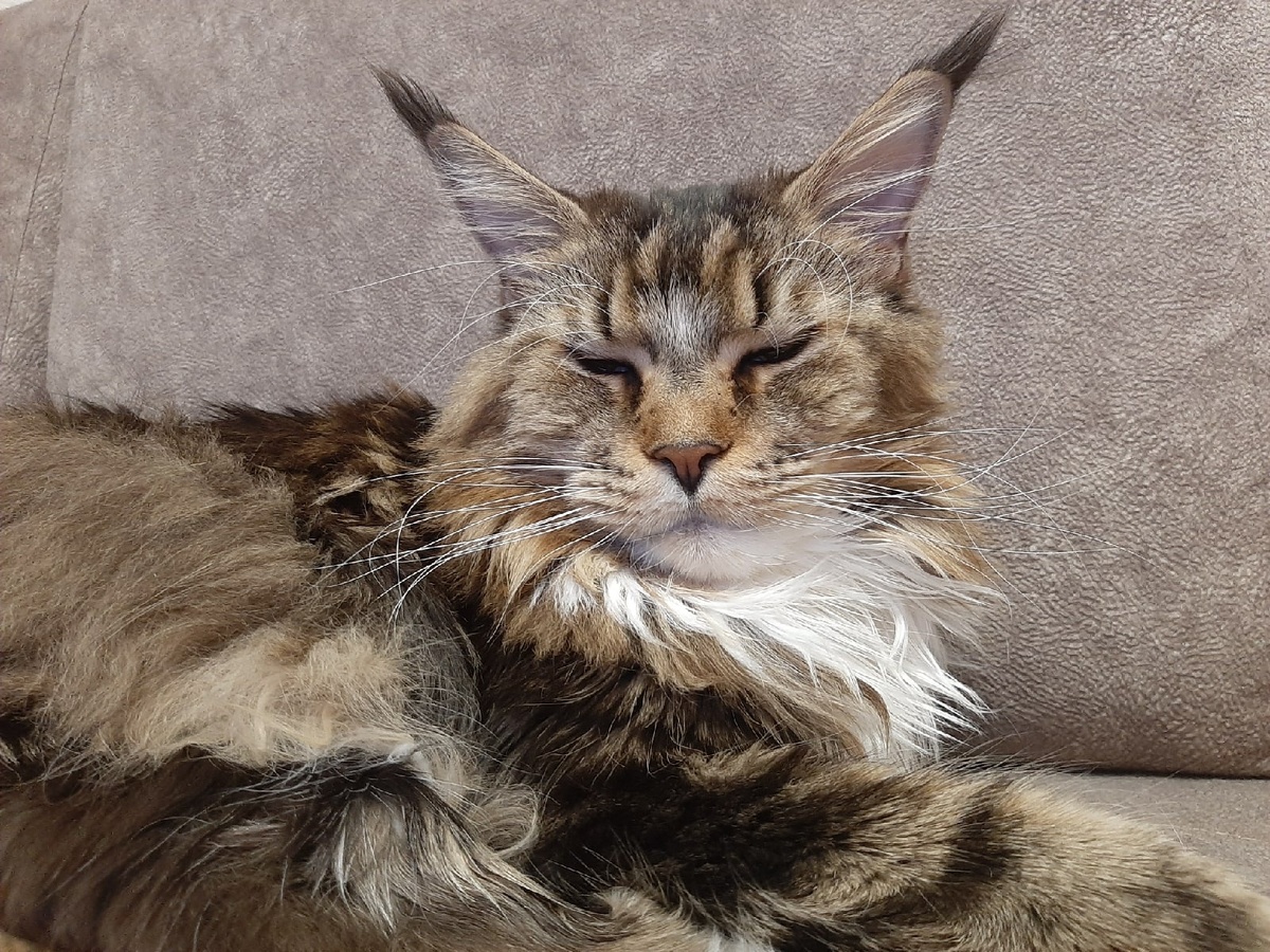    Почему некоторые собирают кошачьи усы - и спокойно продают по 500 рублей за штуку