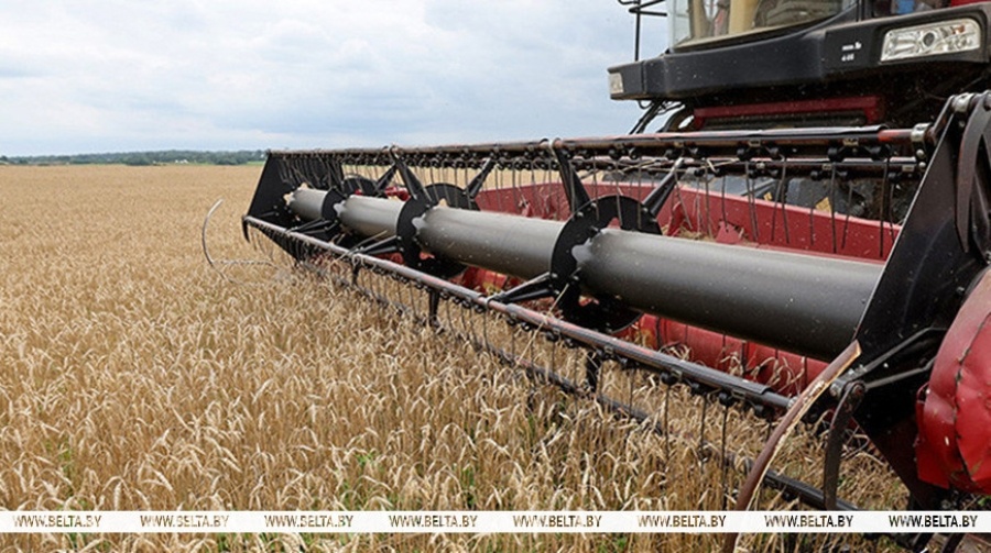     В Беларуси намолотили более 9,8 миллиона тонн зерна вместе с рапсом и кукурузой