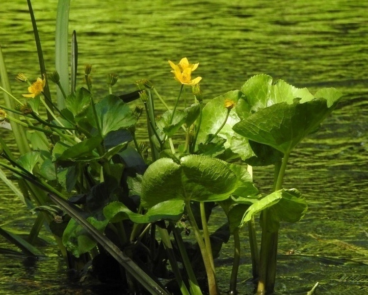     В Курской области установили границы охранной зоны «Урочища Пискловское болото»