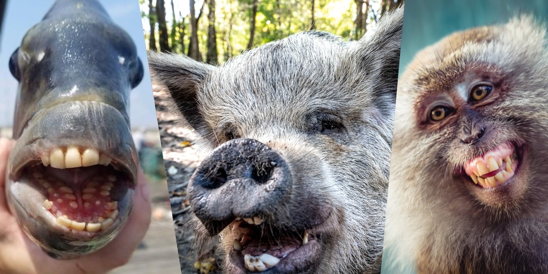 Можно ли пересадить человеку зуб свиньи, обезьяны или рыбы-овцеголов?