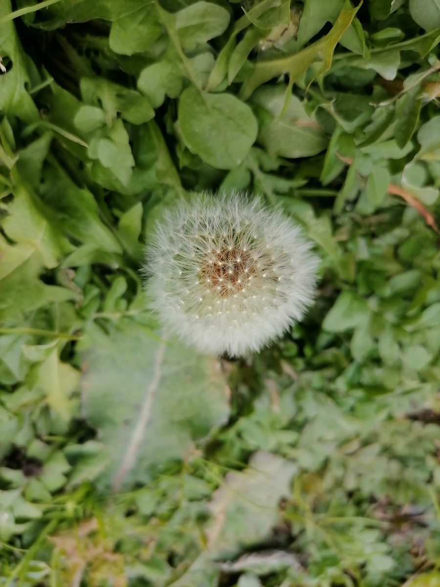 Или уже отцветать, как все нормальные одуванчики?... 