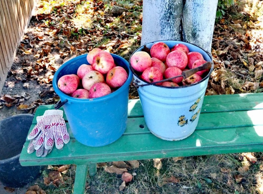     Размышления Марии Шеиной о золотой осени