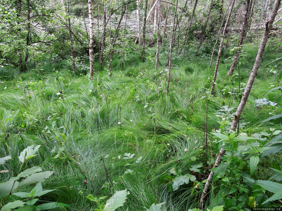 Фото: Полистовский заповедник