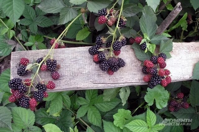    К чему снится ежевика?