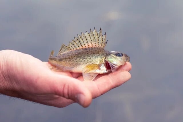    К чему снится ерш?