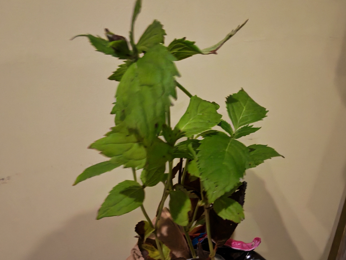 Новенький саженец, спонтанно купленный в душевном порыве. 