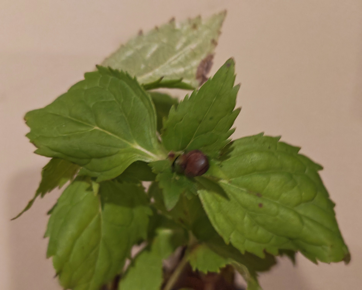 Бутончик. Пока дождётся, когда его высадят, глядишь, да расцветет. 