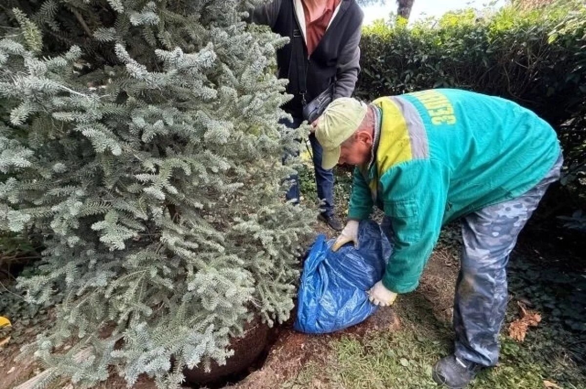    В Большой Ялте 20 октября стартовала высадка растений