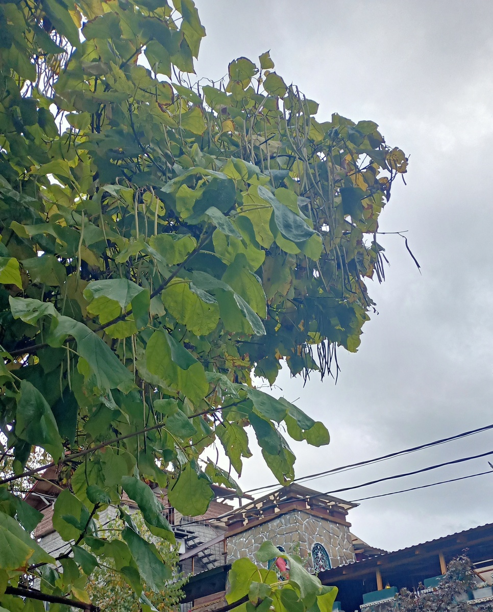 Здесь и далее - изображения автора